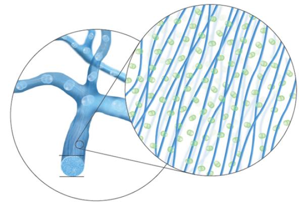 Smart Silicone™ vegyület